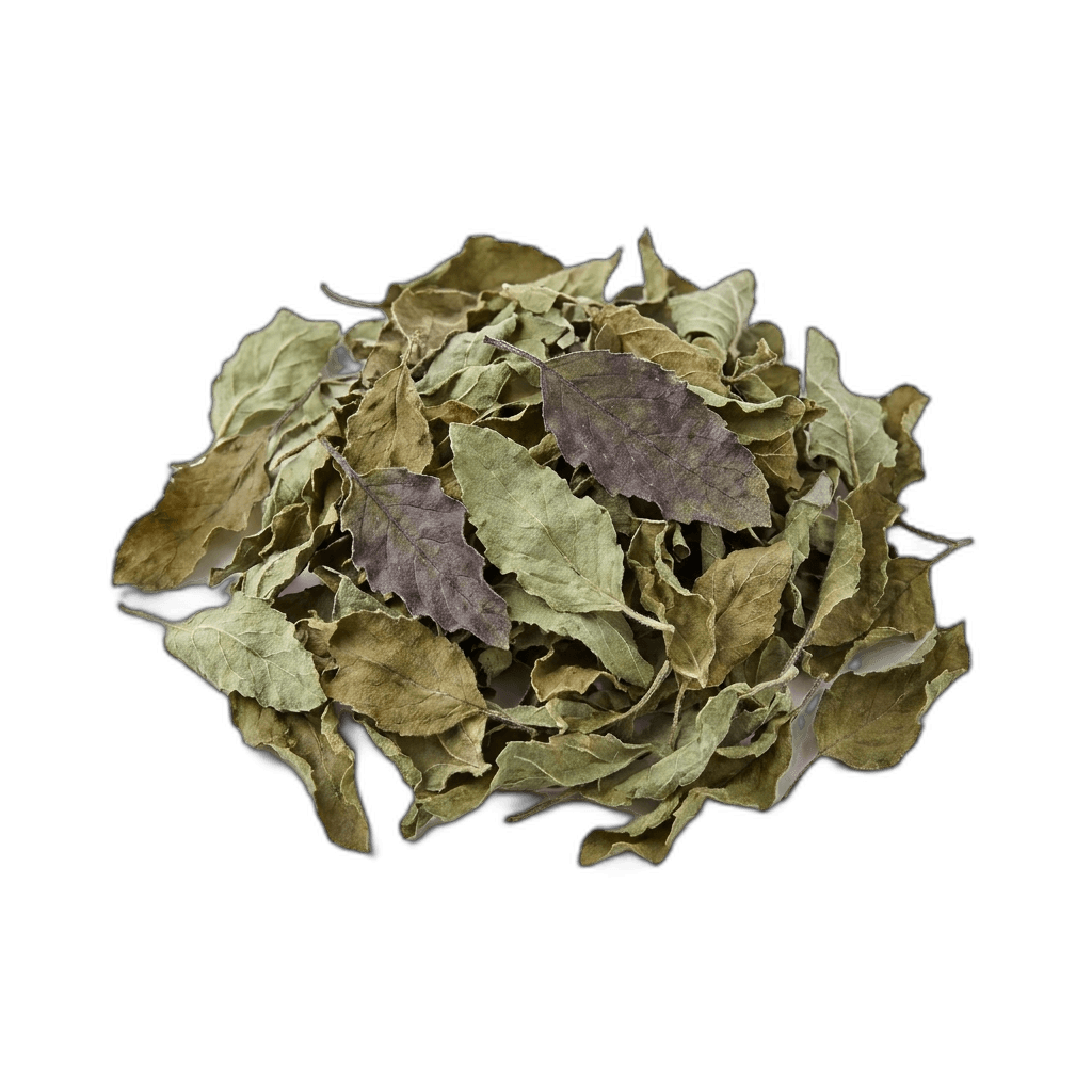 Tulsi Holy Basil Tea